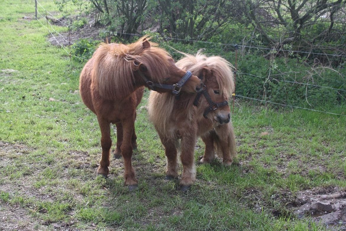 Anden særlig race Chikko - Nr. 3 
Chikko & Hans legekammerat Dudi :-*
[Foto: Mig] billede 7