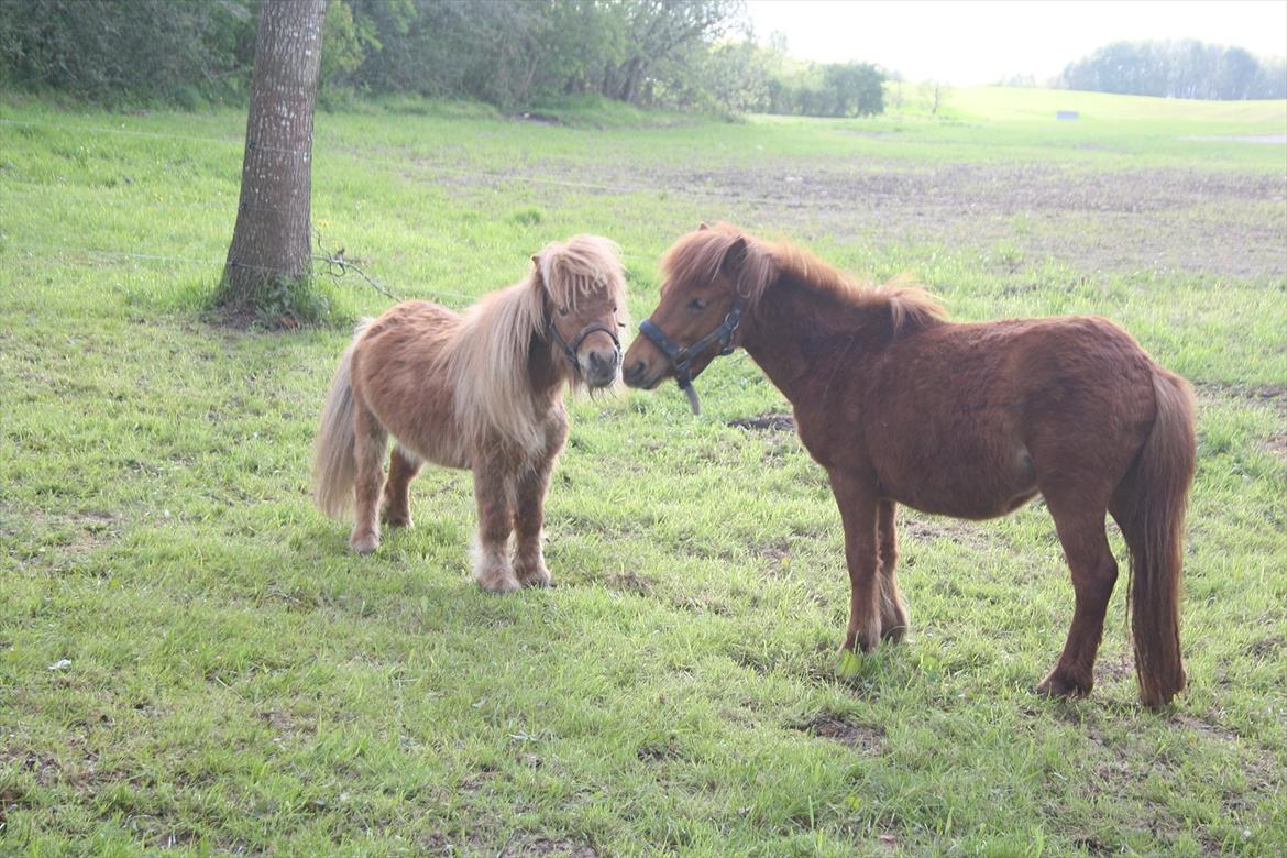 Anden særlig race Chikko - Nr. 4 
Chikko vil gerne bestemme :-*
[Foto: Mig] billede 10