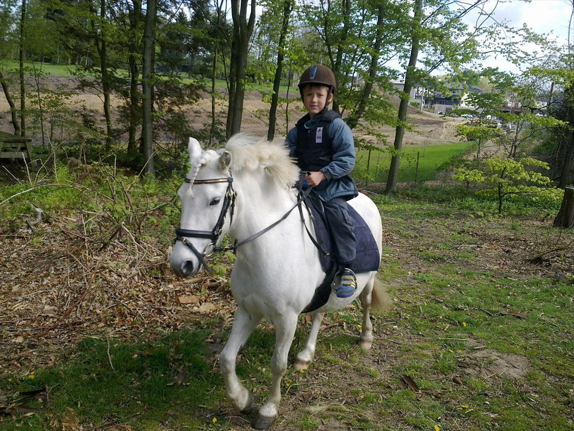 Anden særlig race Herkules - Sebastian (6,5 år) rider Herkules selv i vores skov :) billede 10