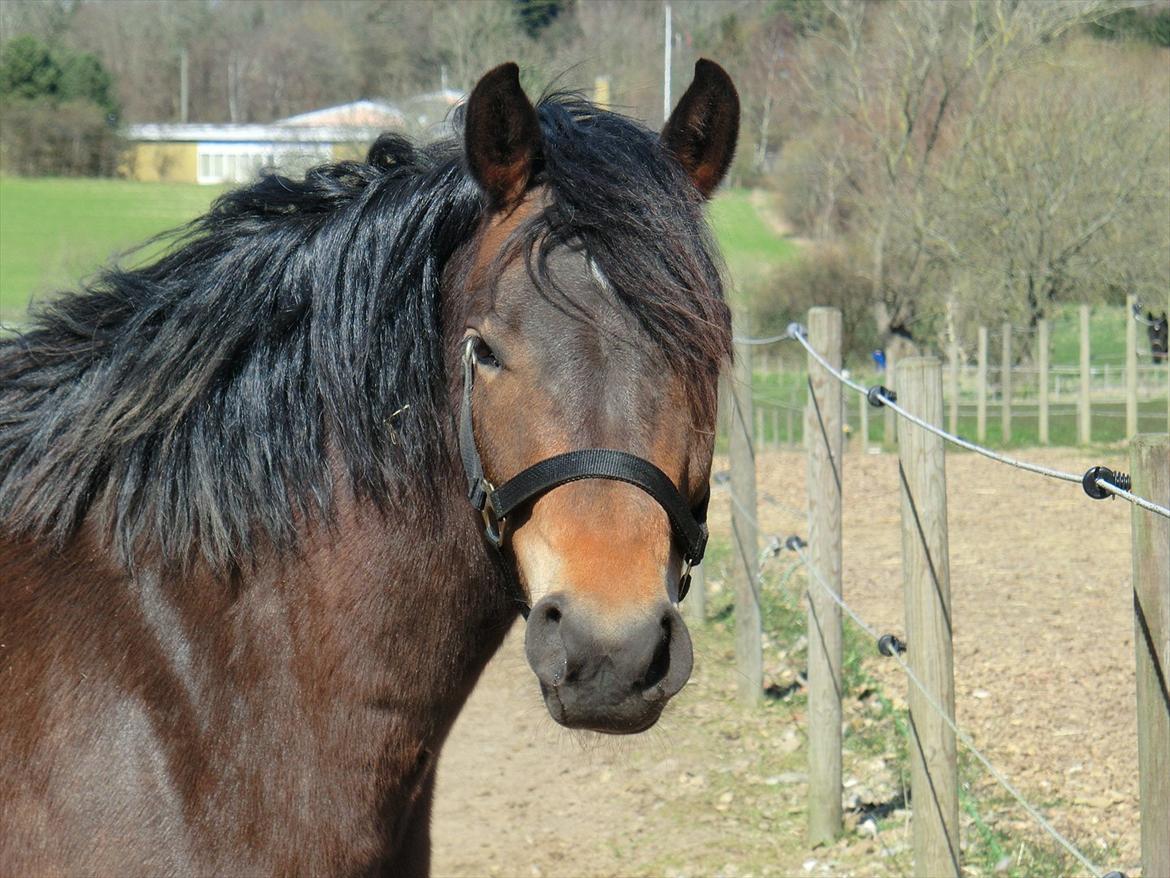 New Forest Glenwood Maple Hill - 
Charme,selvtillid og lækkert hår! billede 12