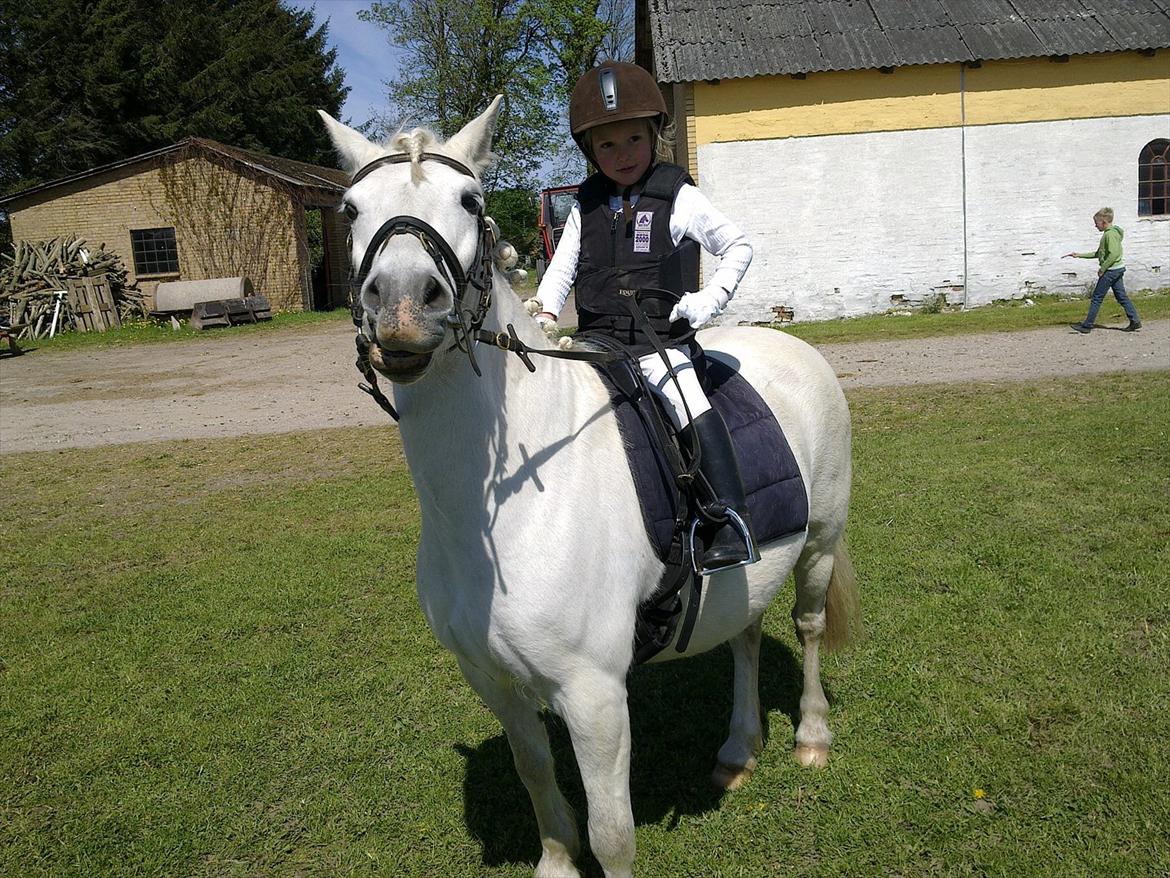 Anden særlig race Herkules - Første stævne sammen !! billede 11