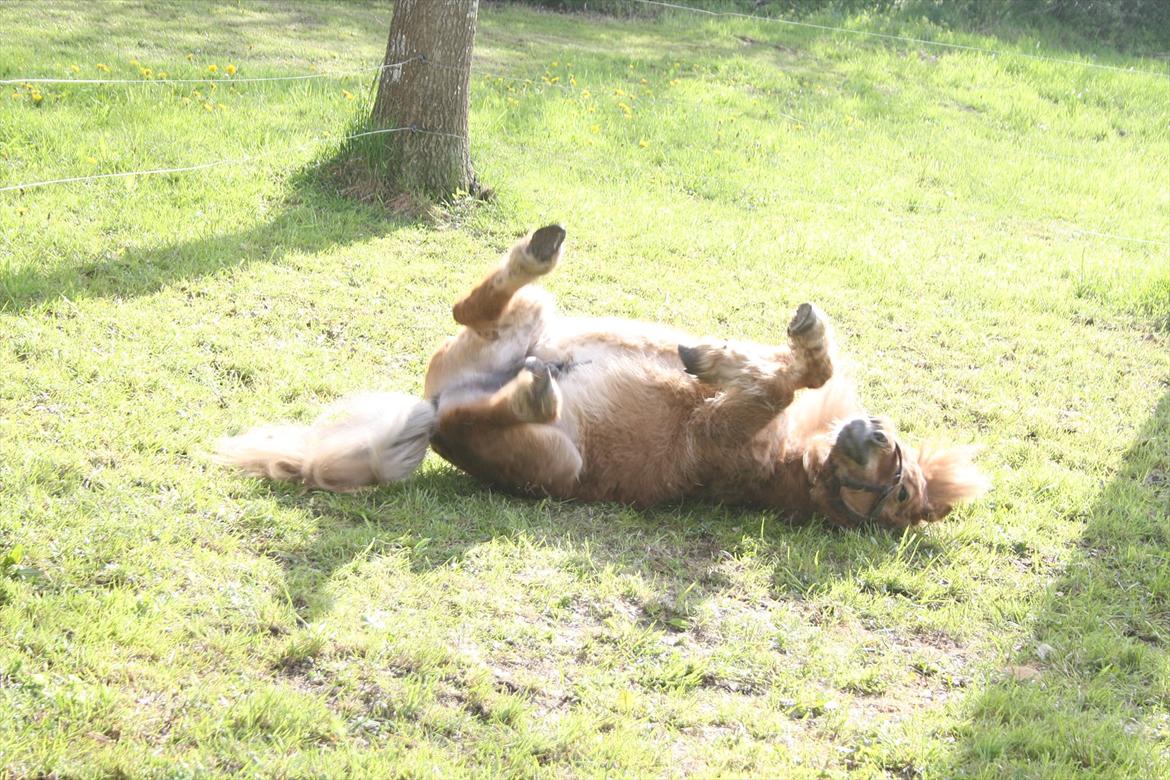 Anden særlig race Chikko - Nr. 5 
Chikko ruller :-*
[Foto: Mig] billede 9