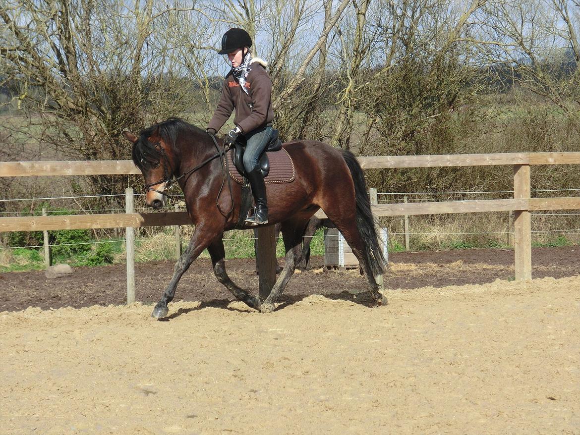 New Forest Glenwood Maple Hill - 3 gang jeg red dig :)<3
Din dejlige trav!<3 billede 7