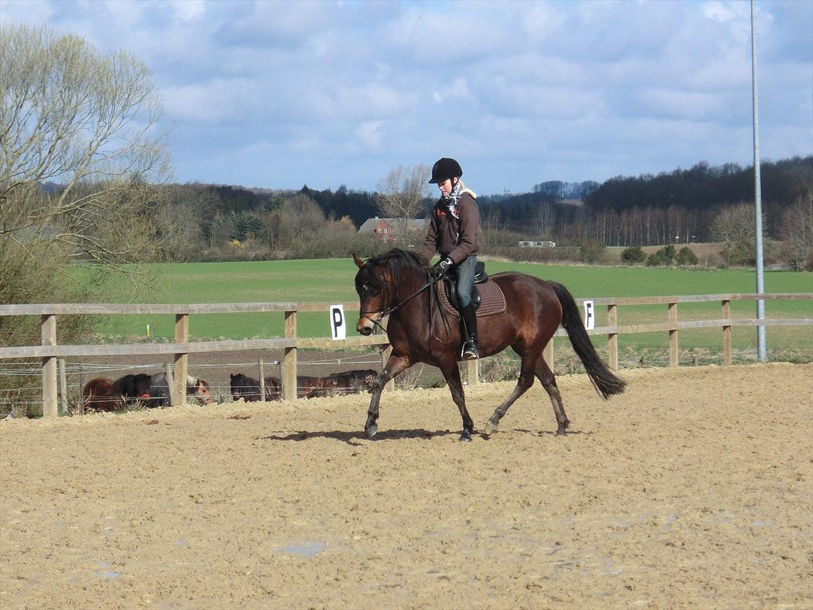 New Forest Glenwood Maple Hill - Igen 3 gang jeg red dig. En lille øgning :) billede 8