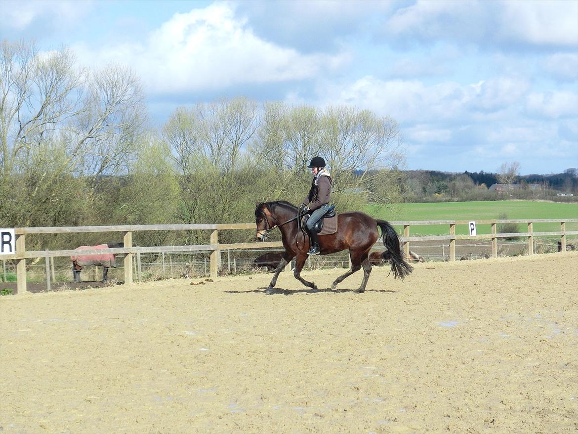 New Forest Glenwood Maple Hill - Galop :)<3 billede 9