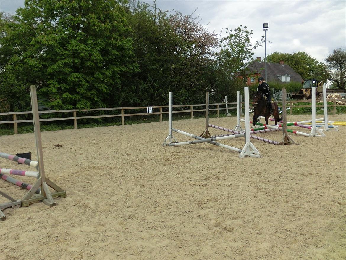 New Forest Glenwood Maple Hill - Fra opvarmning, 2 gang vi sprang :) billede 10