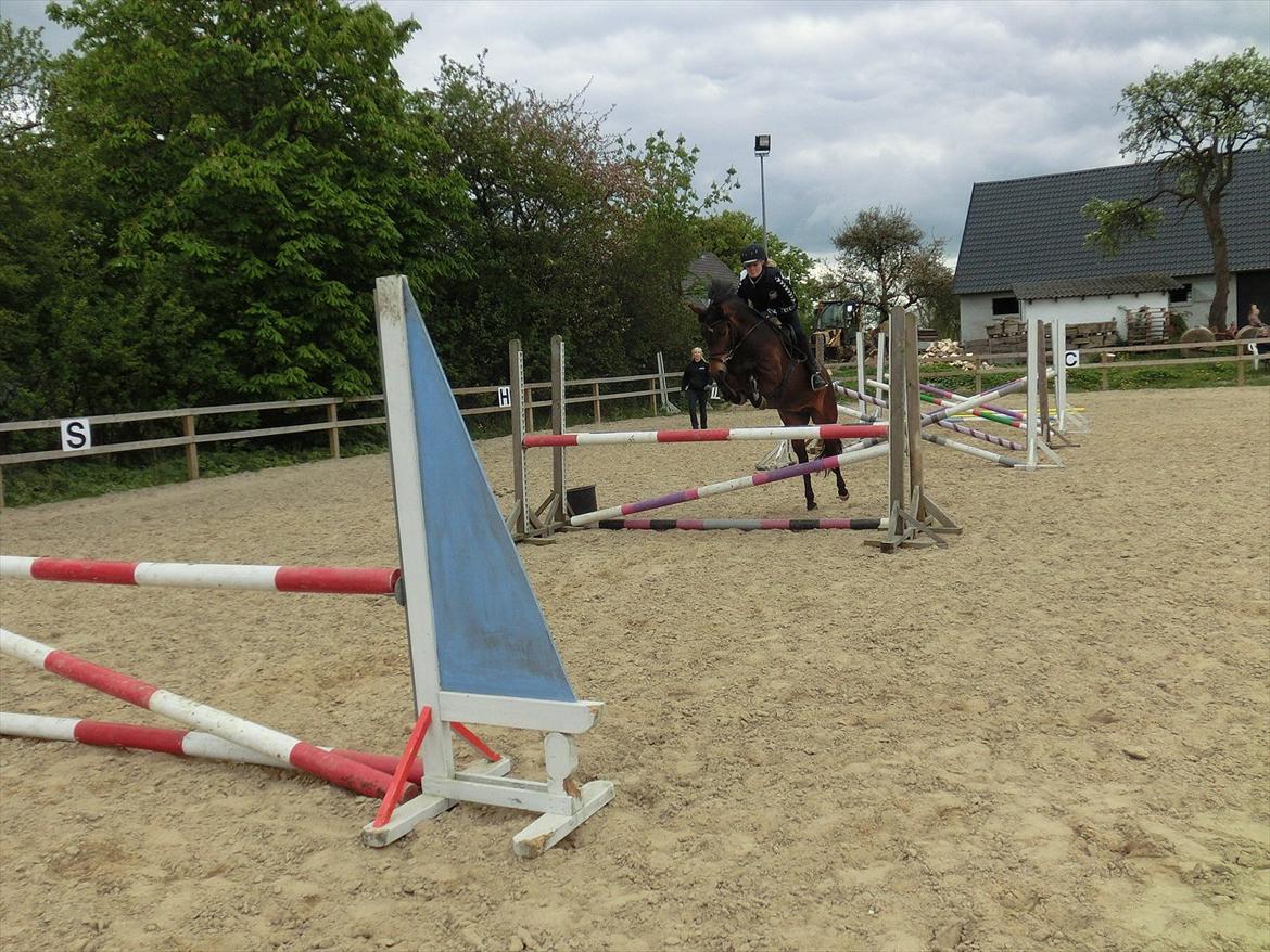 New Forest Glenwood Maple Hill - Smukke Maple i lækker stil over 95cm :D<3
2 springtræning :) billede 11