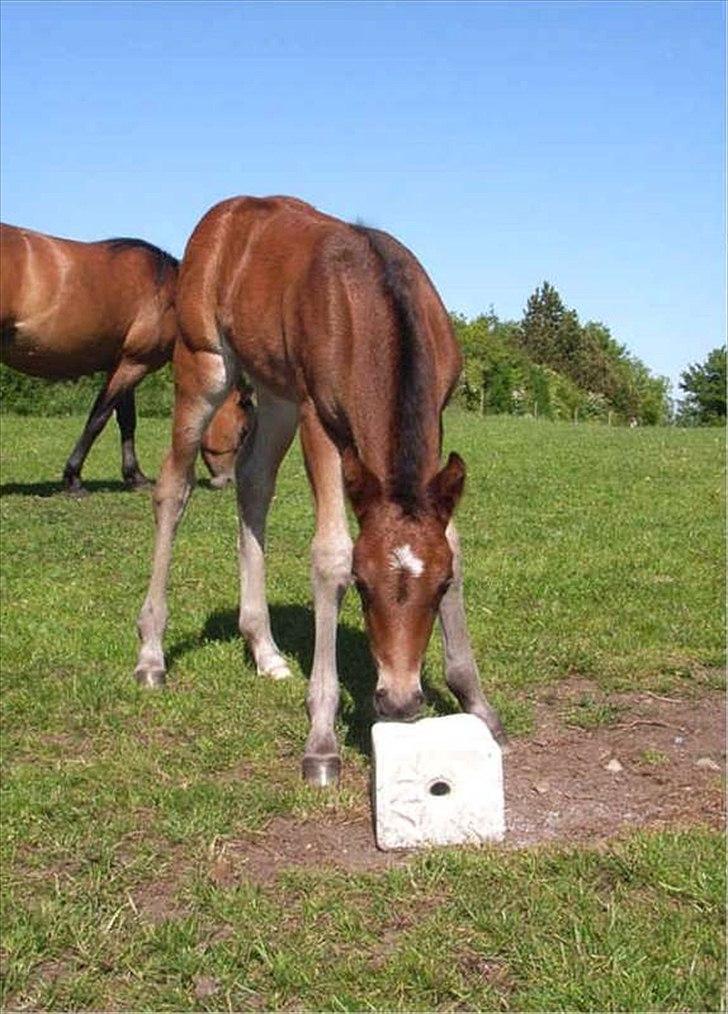 New Forest Glenwood Maple Hill - Maple som føl :')
NUURH
Lånt af Sigrid billede 13