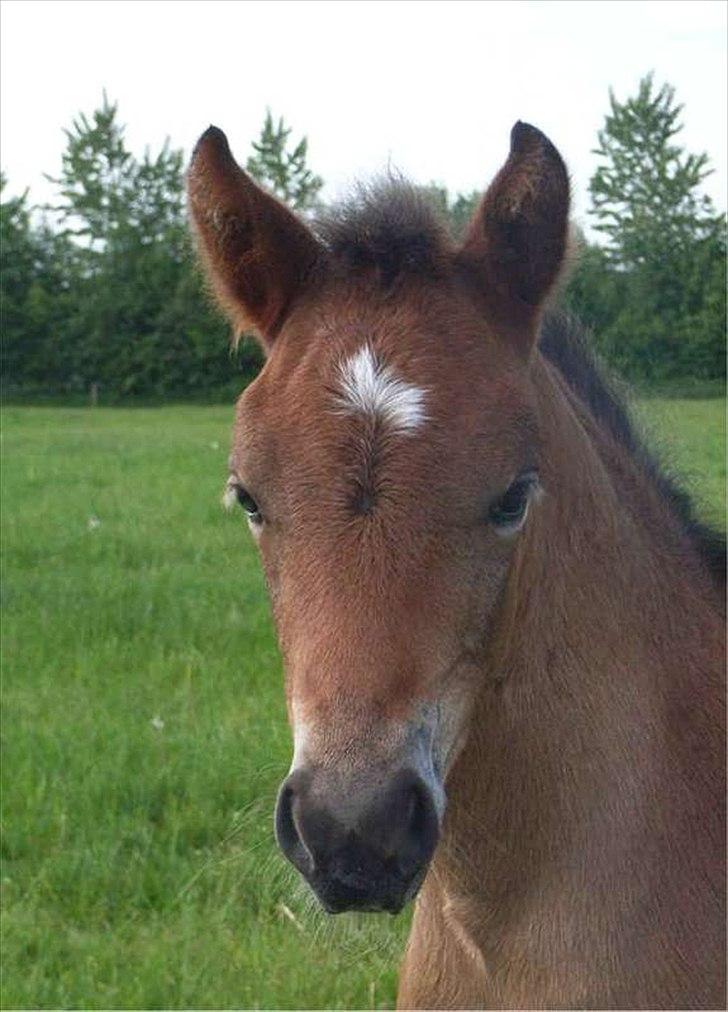 New Forest Glenwood Maple Hill - Smukke Maple!<3
FØLLEBØLLE billede 14