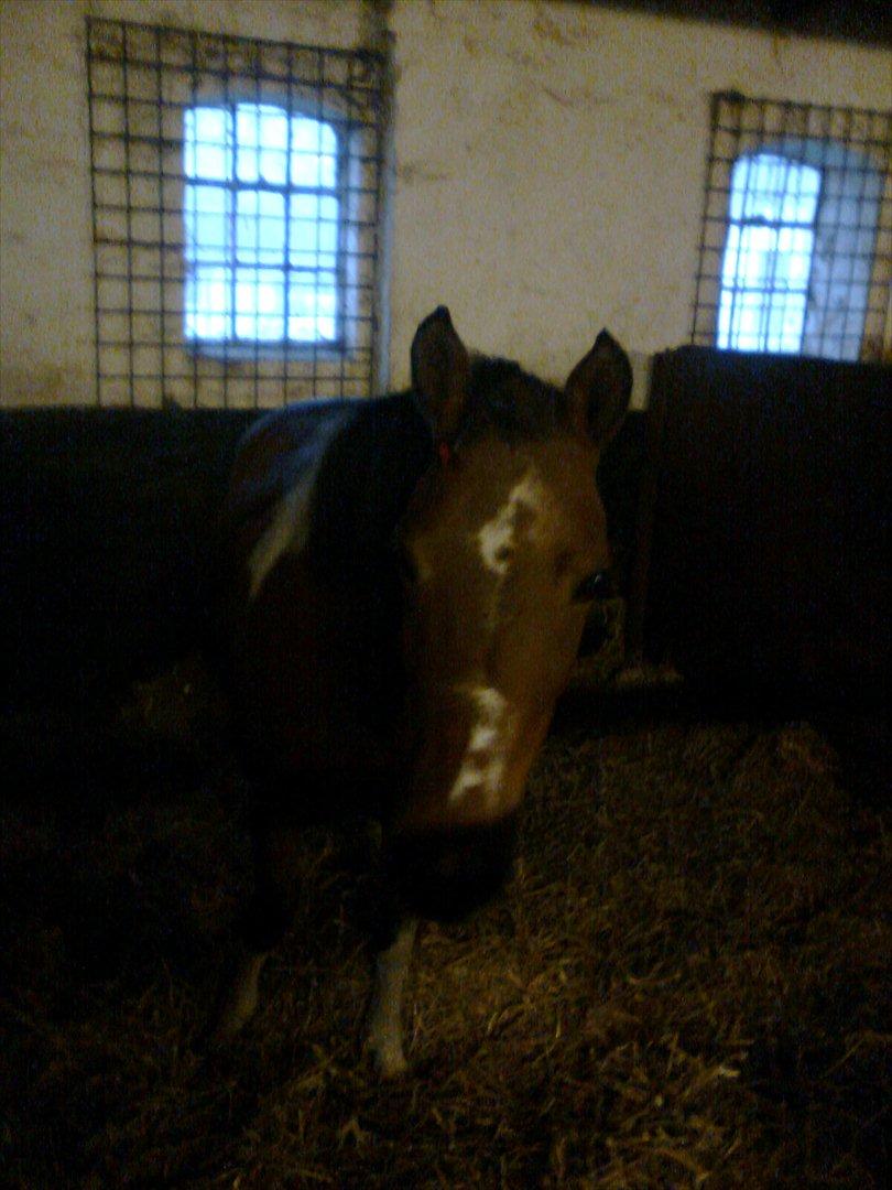 Anden særlig race Frig - Så flyttede hun ind <3 billede 2