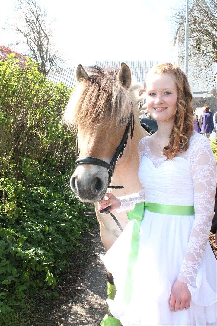 Fjordhest ZEUS *Udlånt* - Zeus kom til kirken ved min konfirmation d. 13. maj 2012 ♥♥
Foto: Amalie Visby billede 7