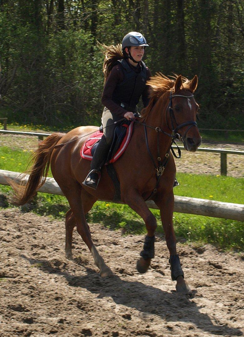 Welsh Pony (sec B) Kitty - Mathilde og Kitty - Maj 2012 billede 20
