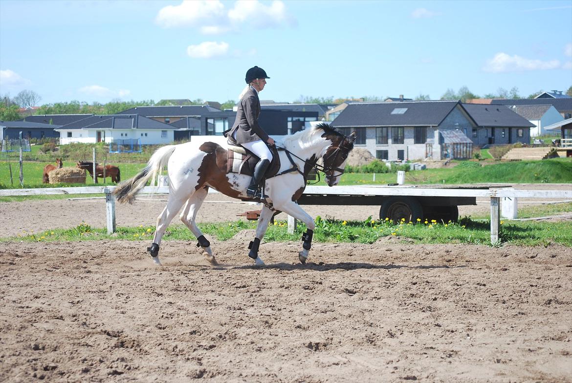 Pinto Hedens Landaz billede 16