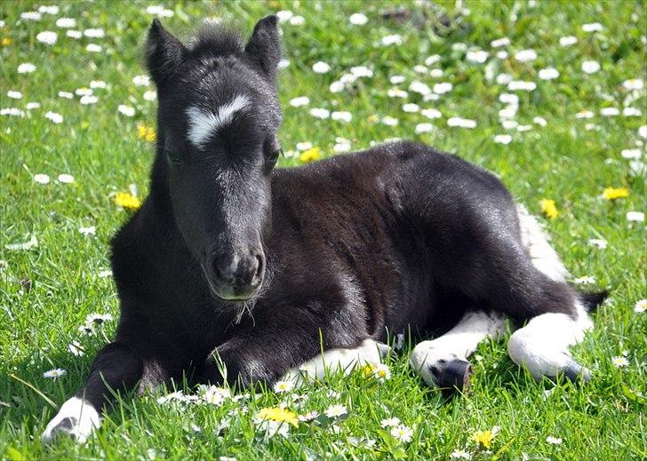 Anden særlig race » Hegnsholts Ziba <3 « R.I.P <3 - Min smukke skat, 1 uge og 2 dage gammel <3 13. maj 2012 billede 10