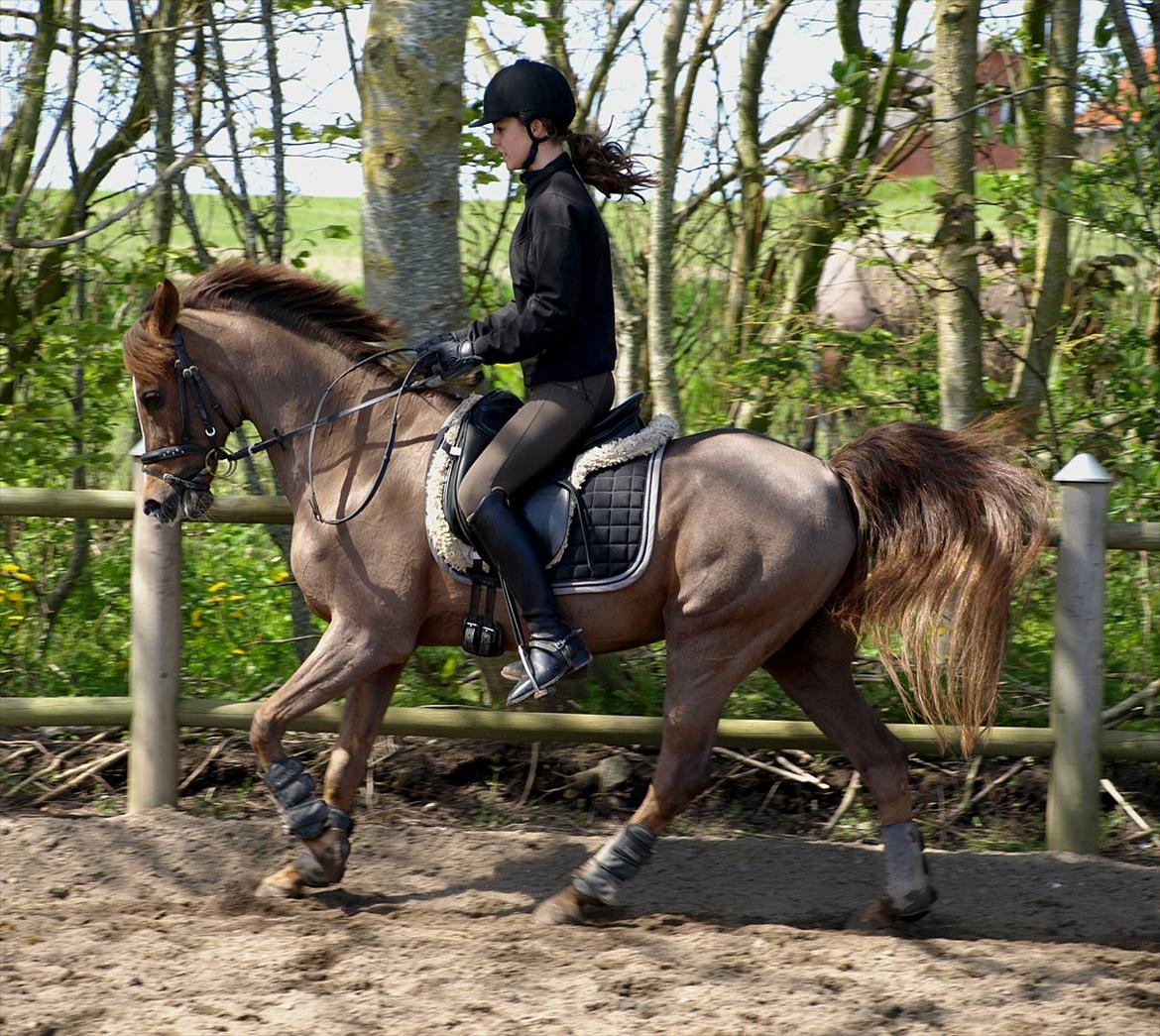 Anden særlig race Odin - - Odin d. 13/5 2012 :-) billede 16