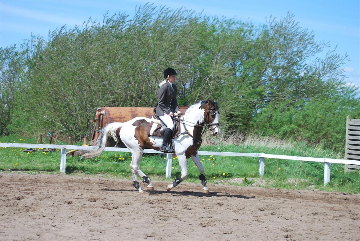 Pinto Hedens Landaz billede 18