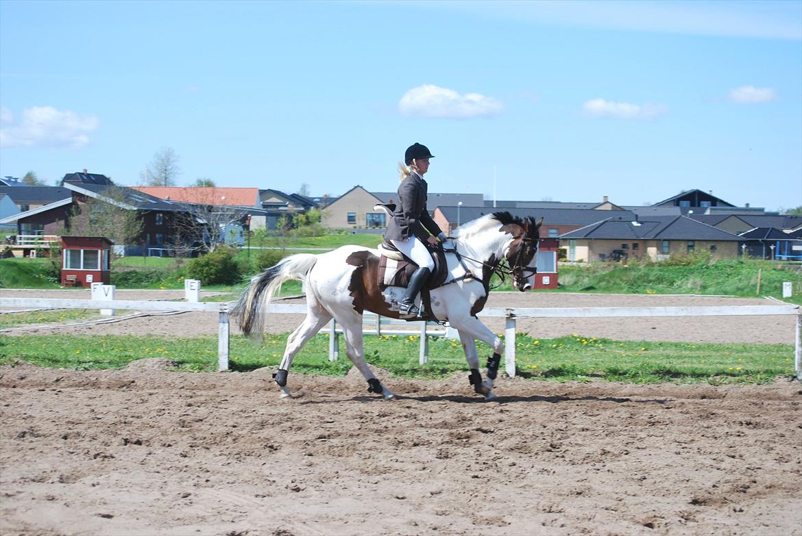 Pinto Hedens Landaz billede 20