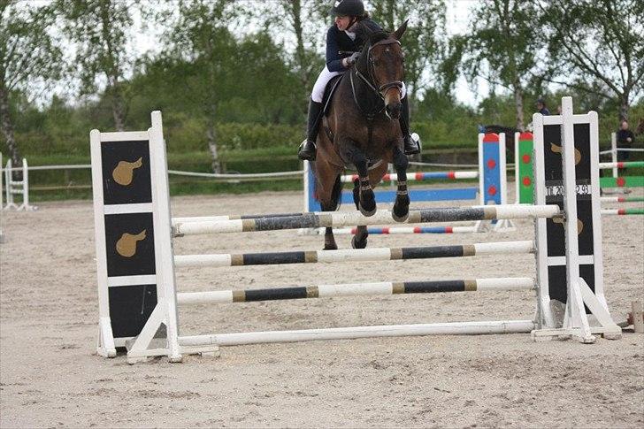 Dansk Varmblod Bounty Hunter billede 8