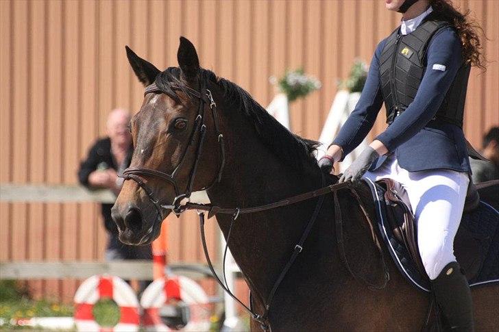 Dansk Varmblod Bounty Hunter billede 9