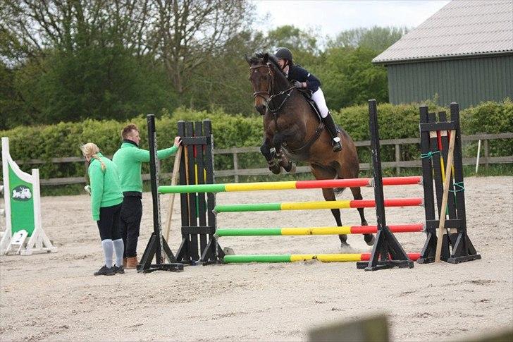 Dansk Varmblod Bounty Hunter billede 10