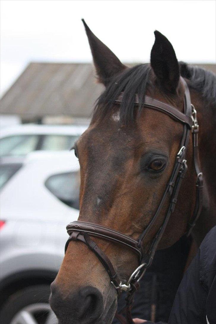 Dansk Varmblod Bounty Hunter billede 11