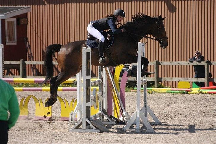 Dansk Varmblod Bounty Hunter billede 12