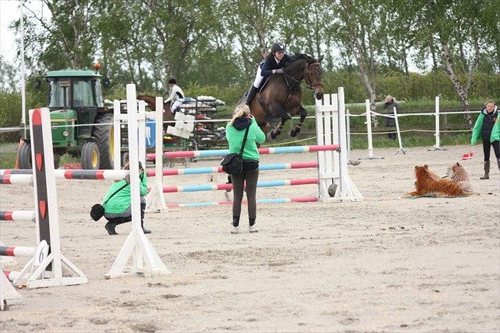 Dansk Varmblod Bounty Hunter billede 13