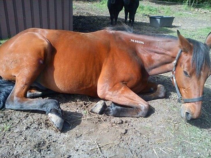 Traver Fame spirit - Søde Fimse ligger og soler sig;);) billede 1