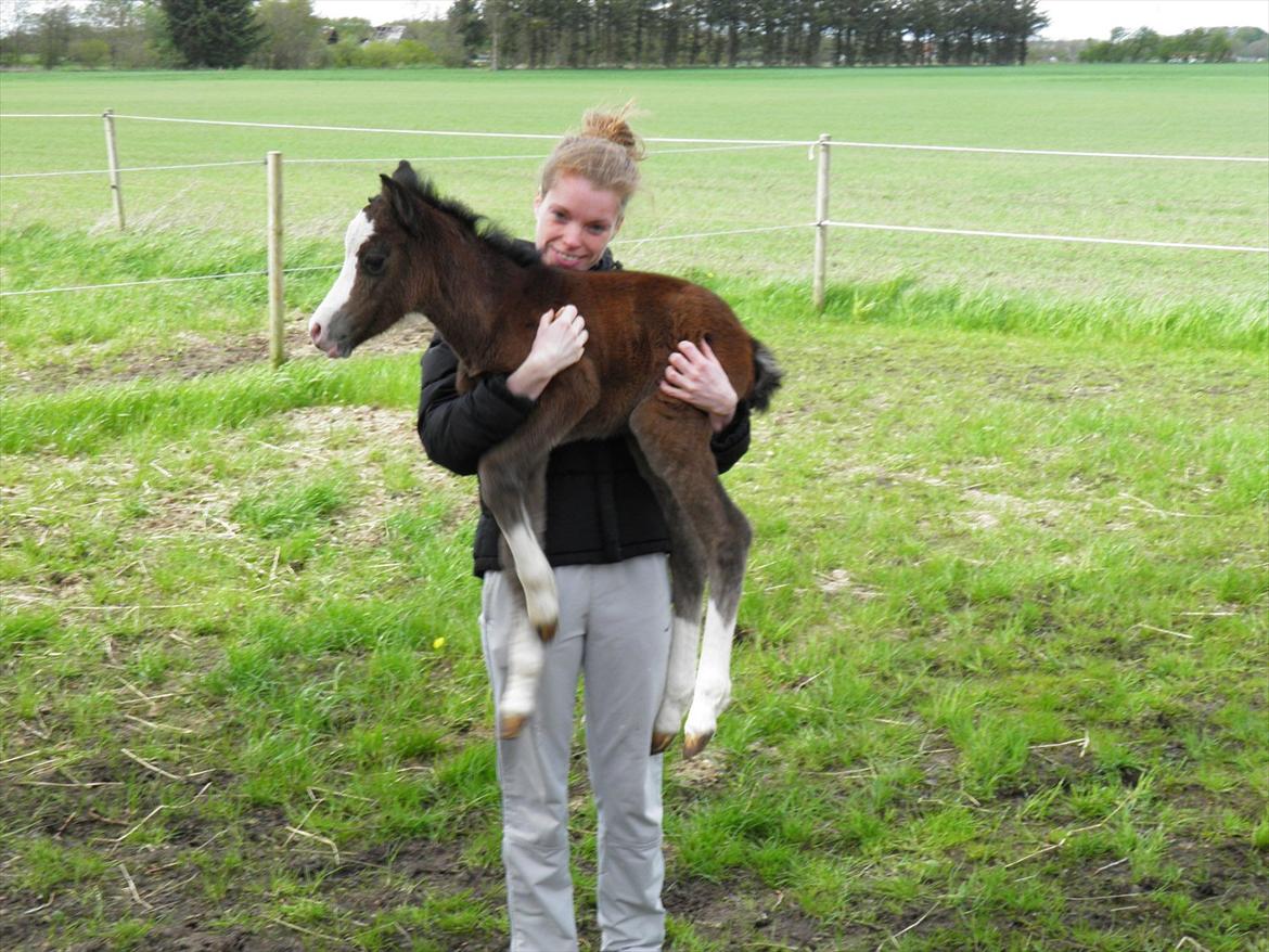 Welsh Partbred (Sec F) bækgården´s Celia - 1 dag gammel. velkommen til verden Celia  billede 1