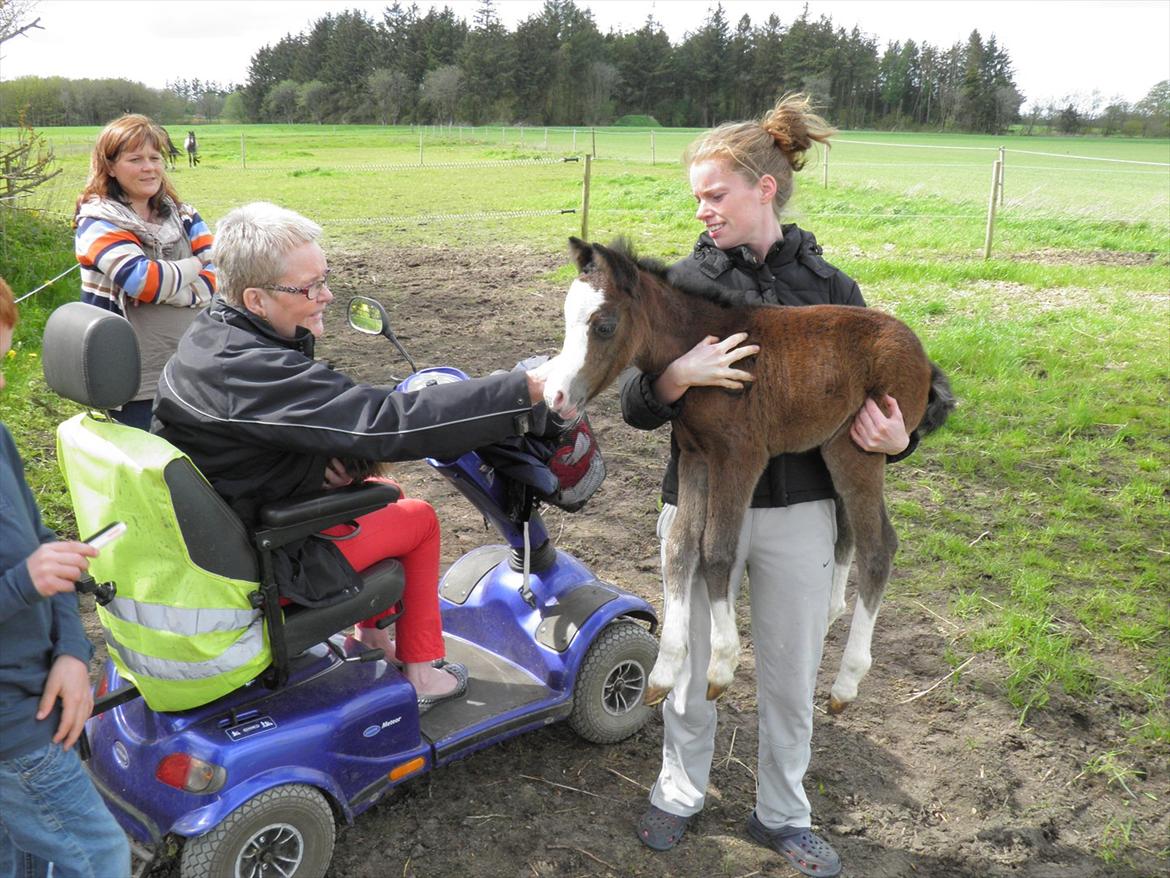 Welsh Partbred (Sec F) bækgården´s Celia billede 2