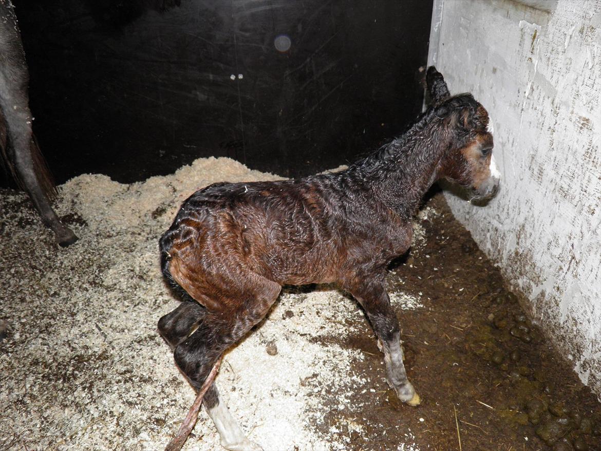 Welsh Partbred (Sec F) bækgården´s Celia billede 3