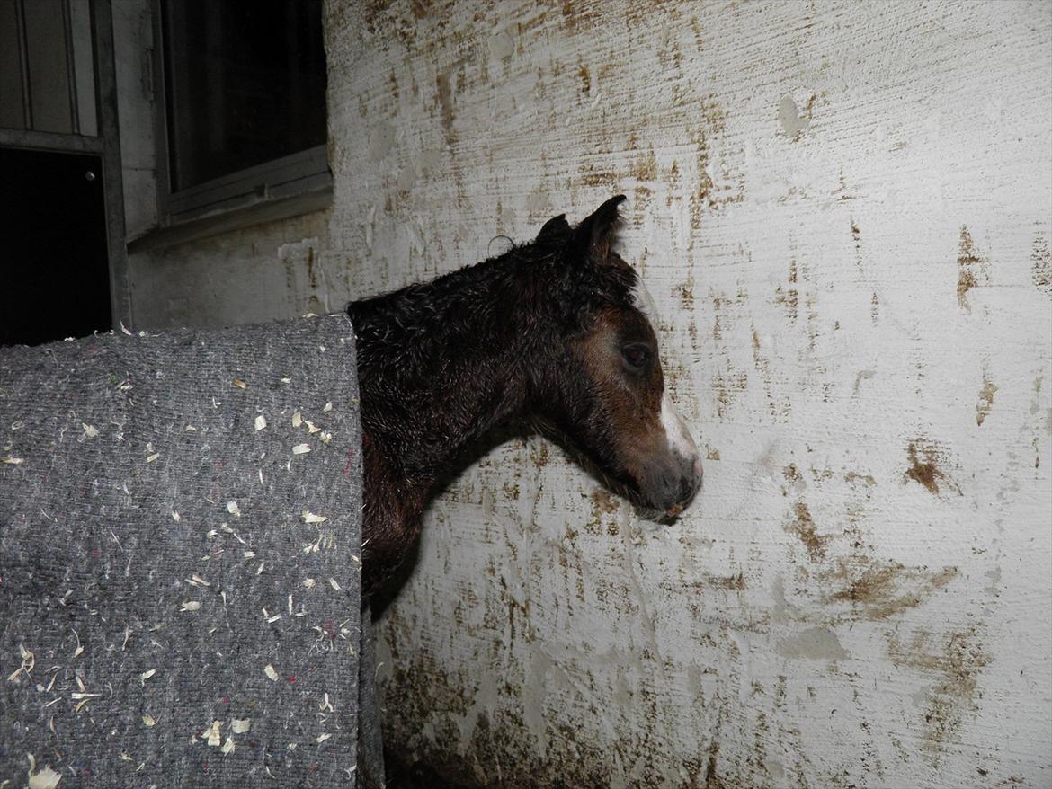 Welsh Partbred (Sec F) bækgården´s Celia billede 4