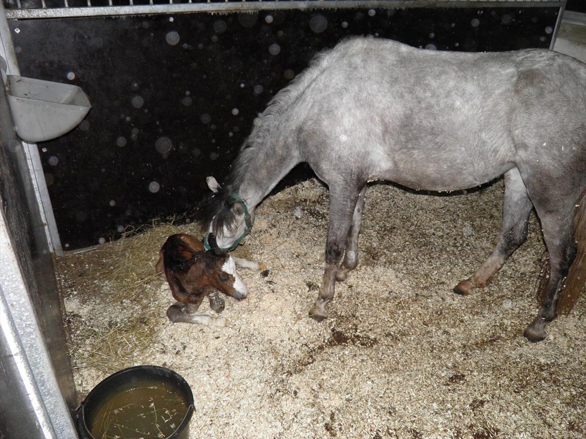 Welsh Partbred (Sec F) bækgården´s Celia billede 5