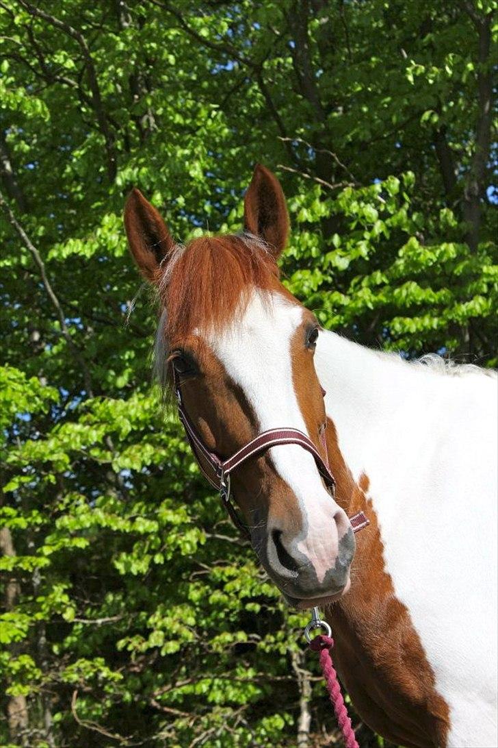 Pinto Ponylands Proud Mary - 1) Anna Helmersen Gardel
 billede 12