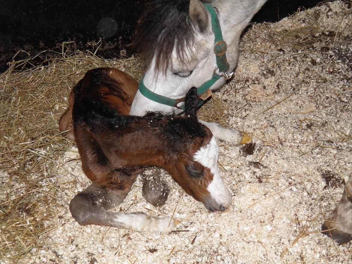 Welsh Partbred (Sec F) bækgården´s Celia billede 6