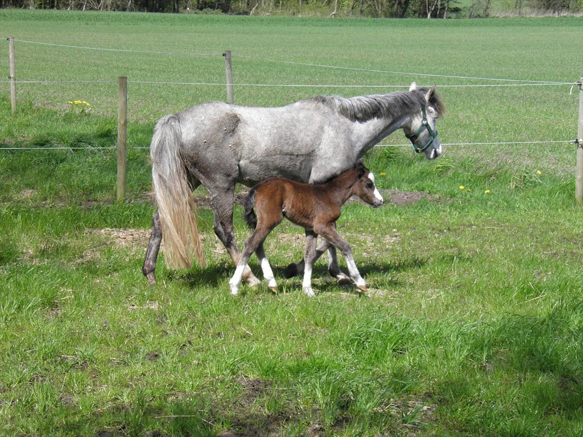 Welsh Partbred (Sec F) bækgården´s Celia - 1 gang på fold, skal ikke for langt væk fra mor, verden er så stor. billede 7