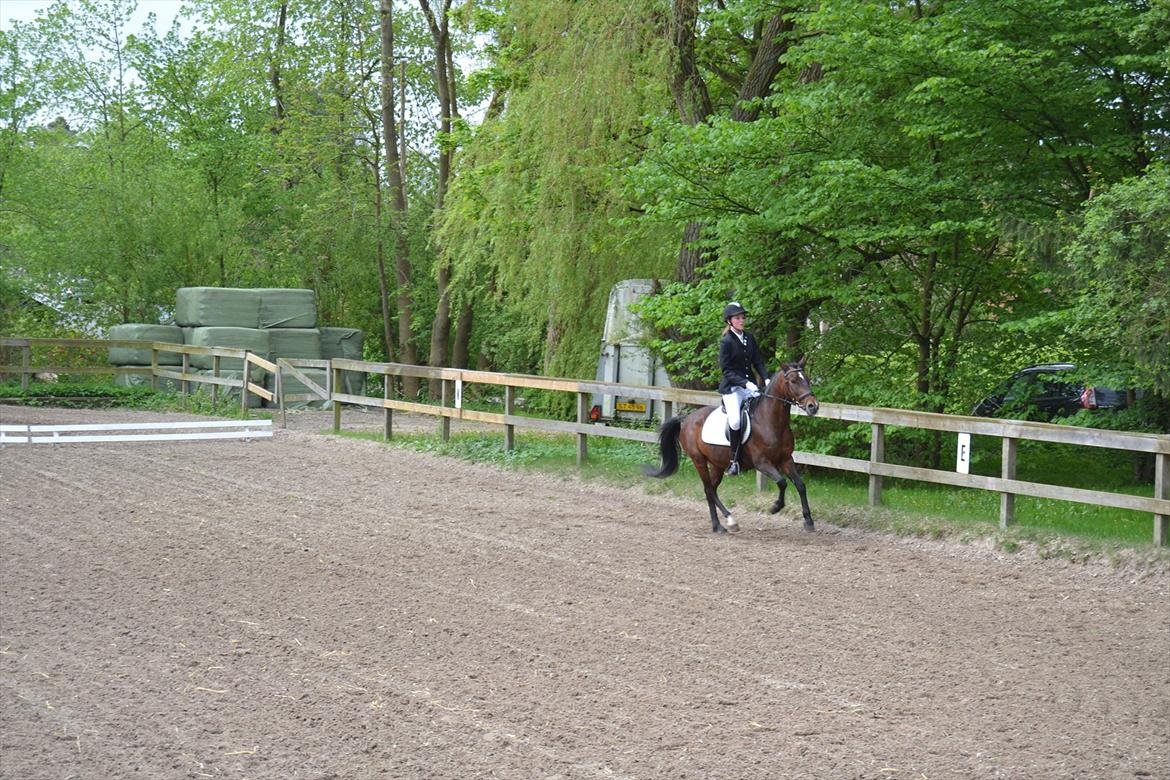 Irsk Sportspony Dundee Love you forever <3 billede 3