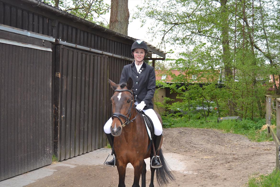 Irsk Sportspony Dundee Love you forever <3 billede 19