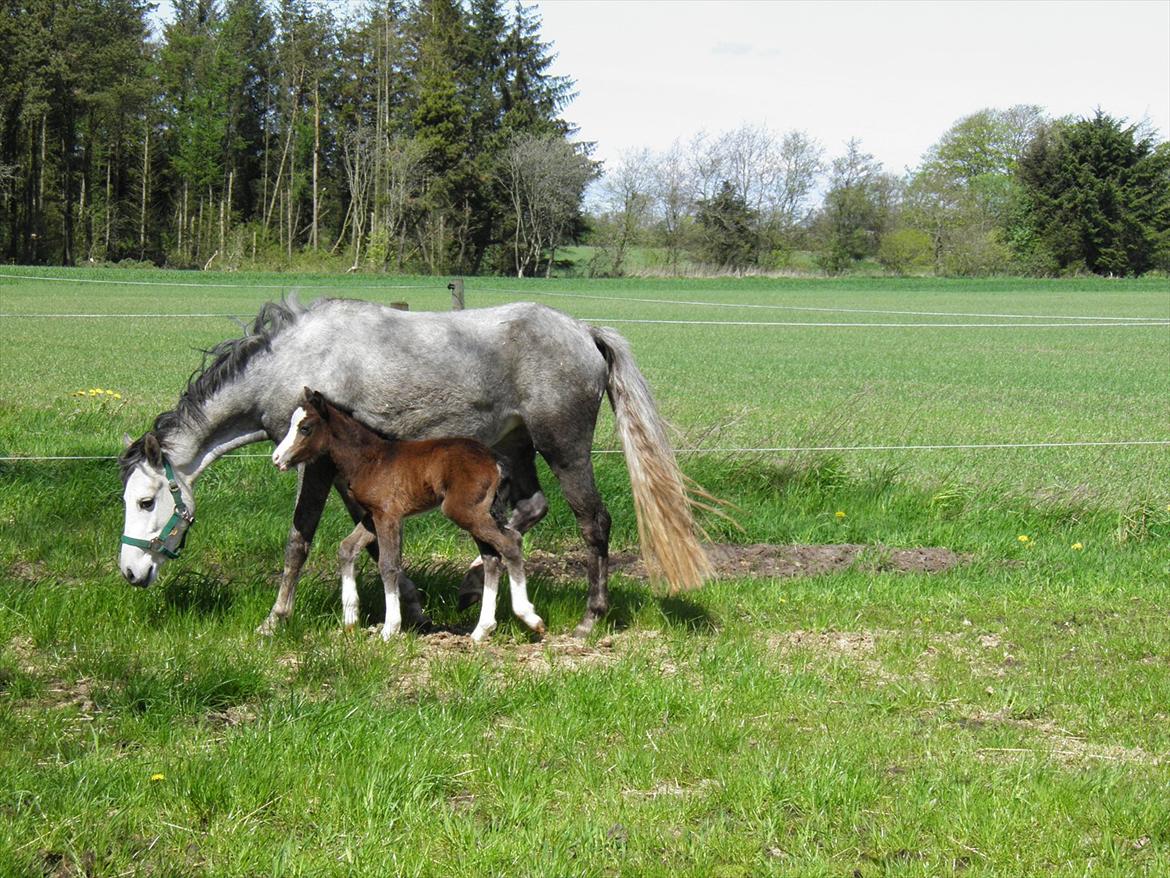 Welsh Partbred (Sec F) bækgården´s Celia billede 8