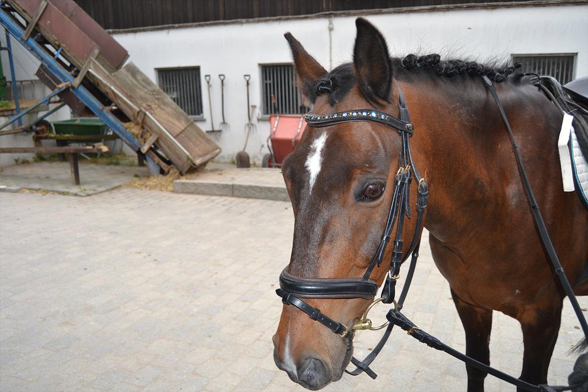 Irsk Sportspony Dundee Love you forever <3 billede 9