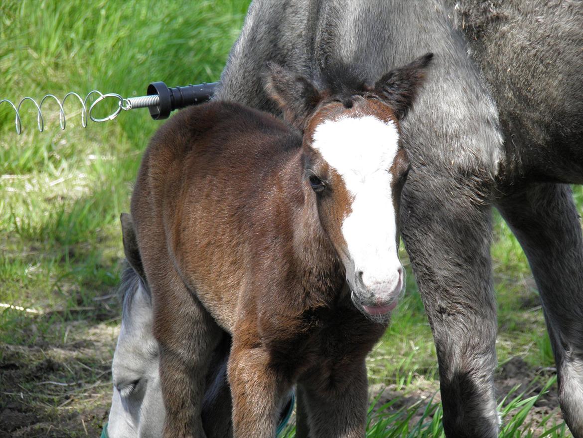Welsh Partbred (Sec F) bækgården´s Celia - så flot hun er billede 9