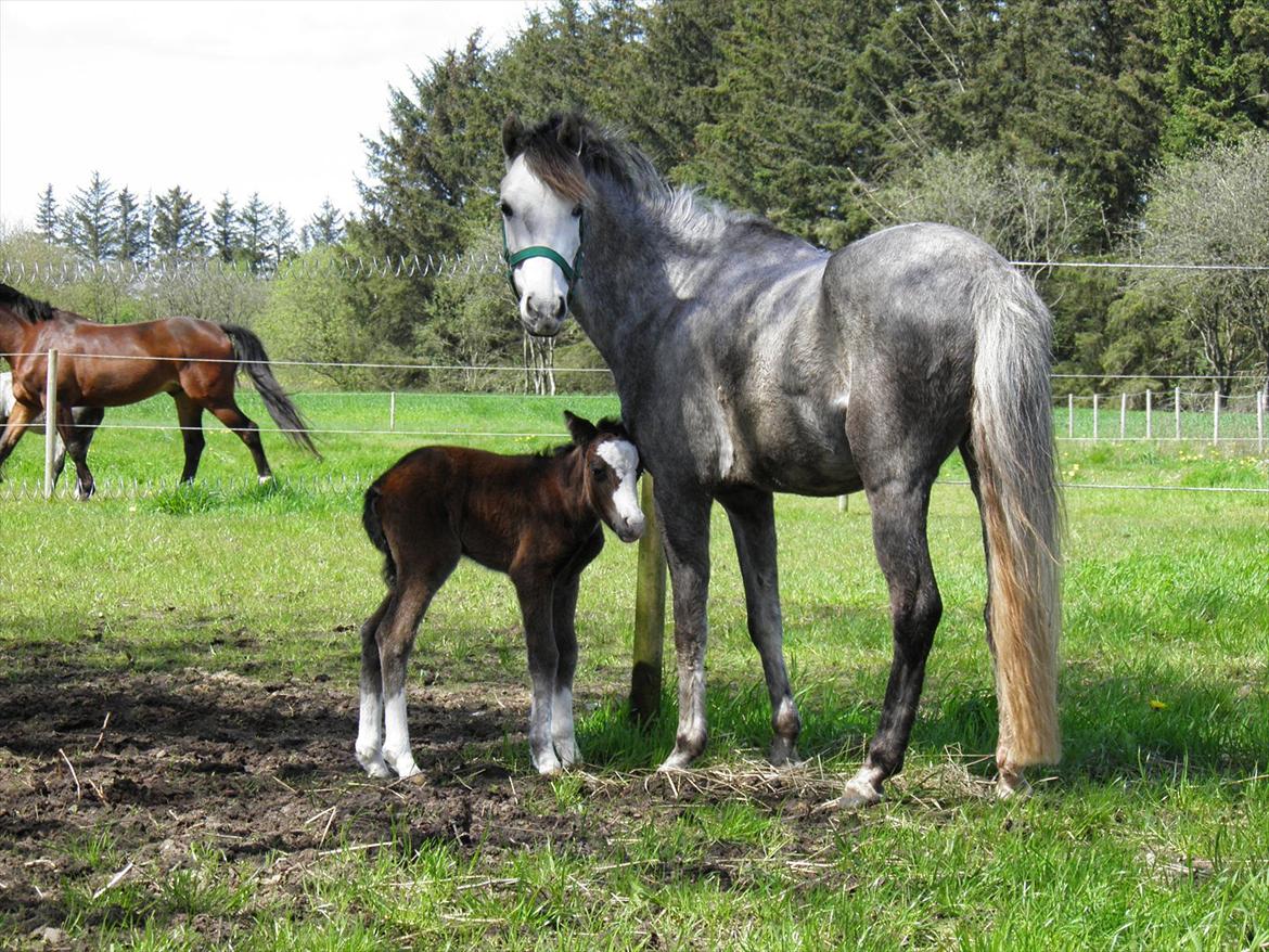 Welsh Partbred (Sec F) bækgården´s Celia - smil til kamara celia og amy, skønheden selv. billede 10