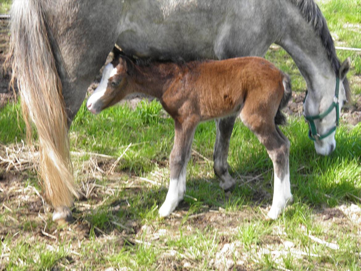 Welsh Partbred (Sec F) bækgården´s Celia billede 11