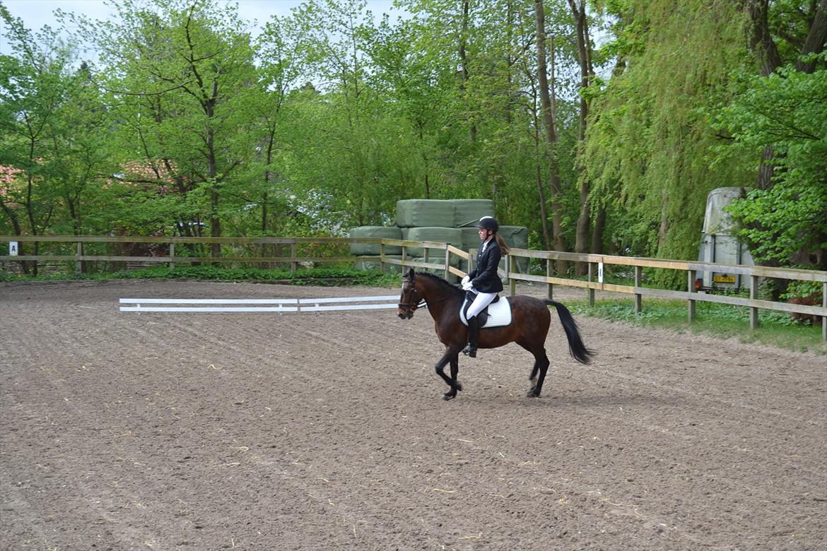 Irsk Sportspony Dundee Love you forever <3 billede 4