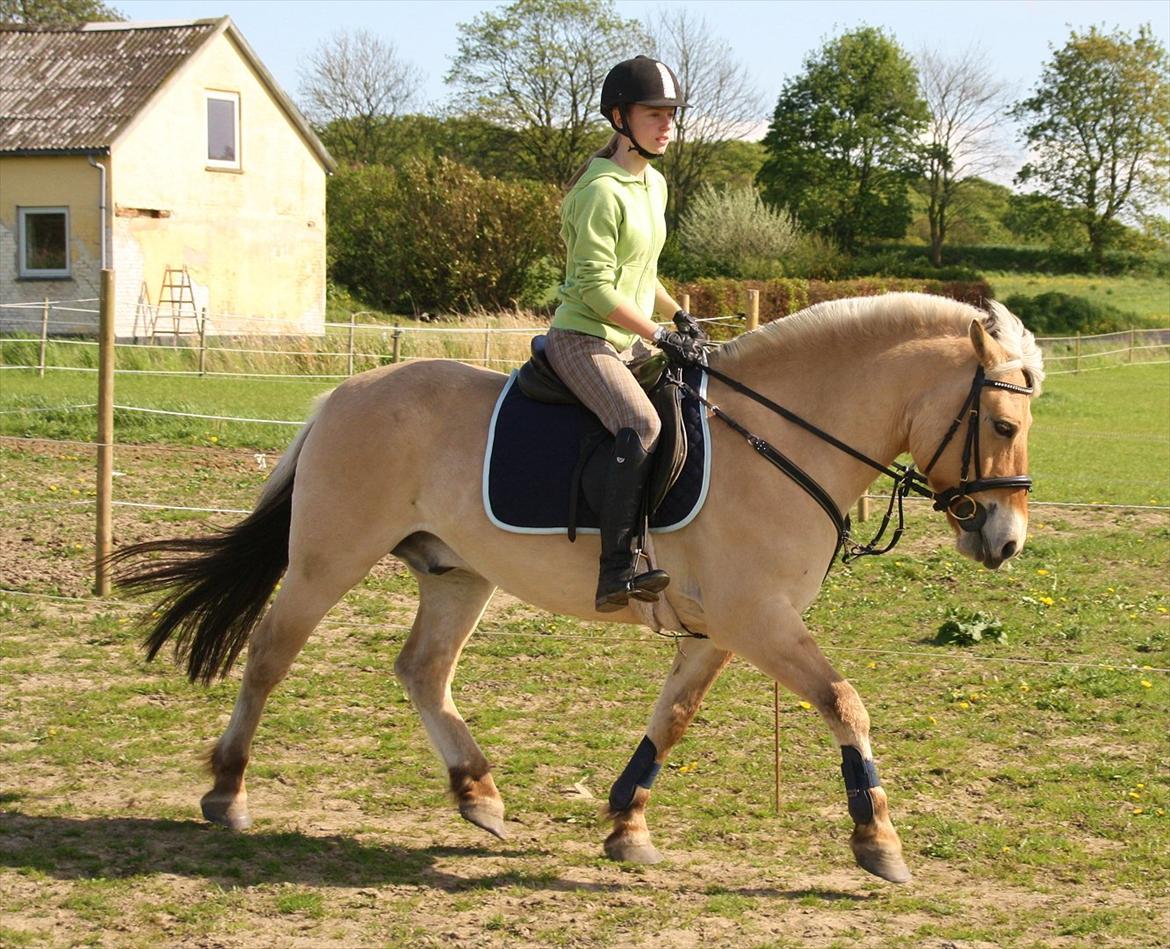 Fjordhest - Fabel Stanstorp - Frisk trav <3 billede 11