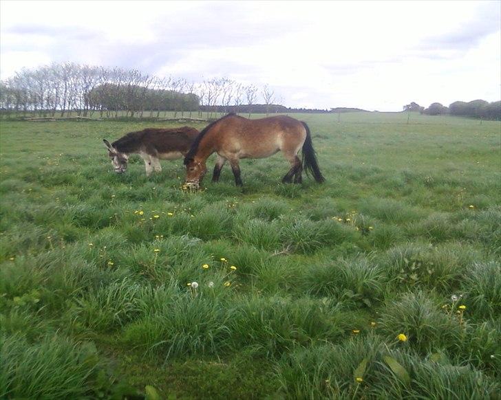Nordsvensk Skovhest Emma - 13/5-12 emma og æsel nyder sommergræsset billede 13