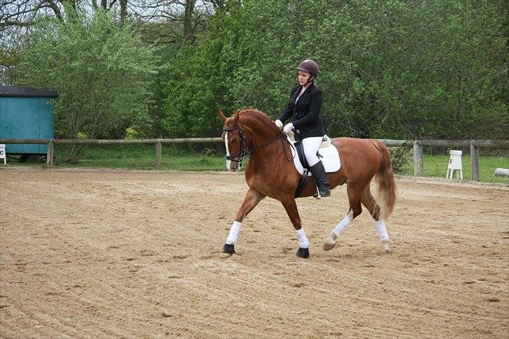 Frederiksborg Scharlif Brødholt - min stjerne! <3 - Scharlif og jeg i LC1:) billede 13