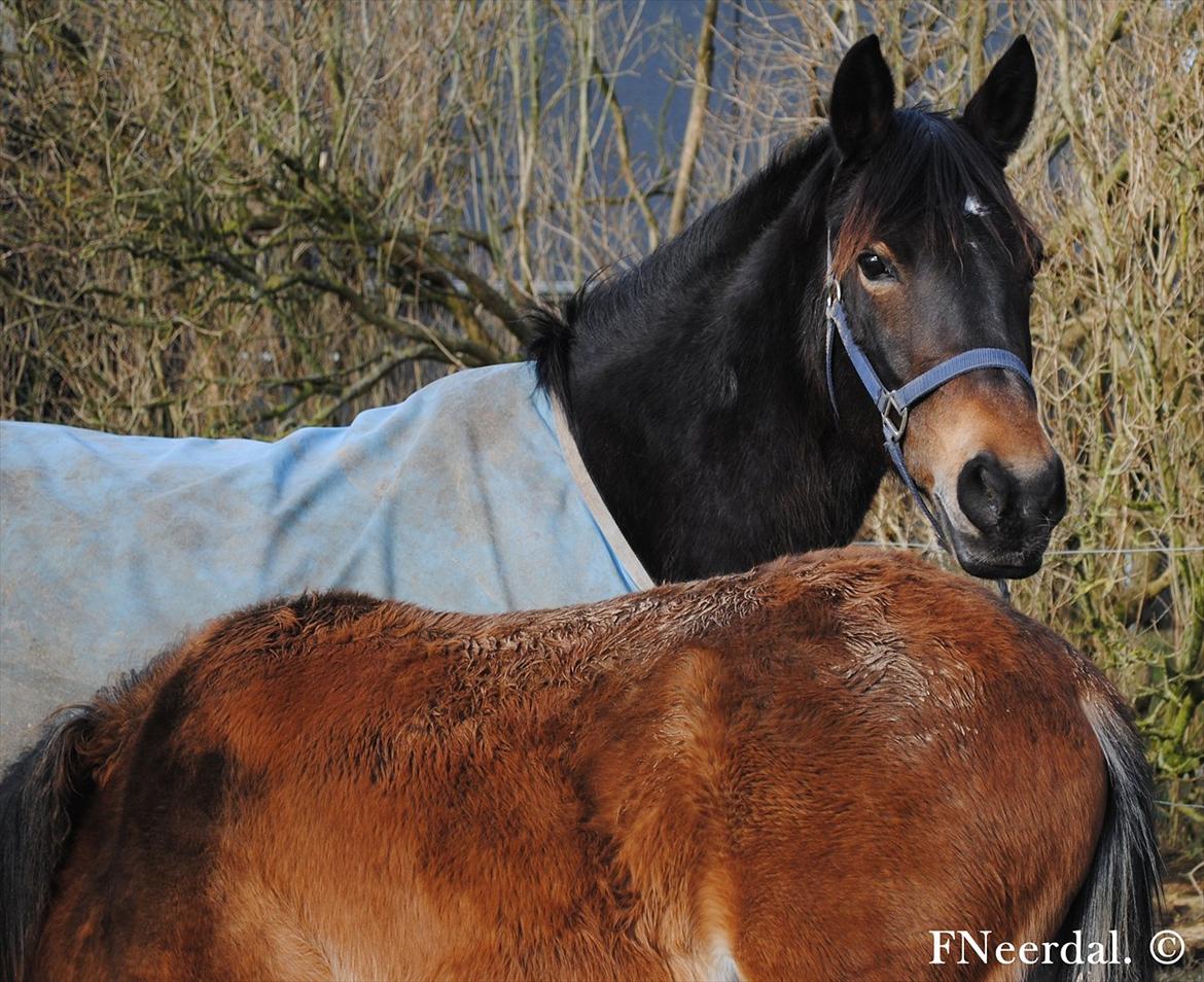 DSP Chanel - På folden d. 21 Februar 2012. billede 3