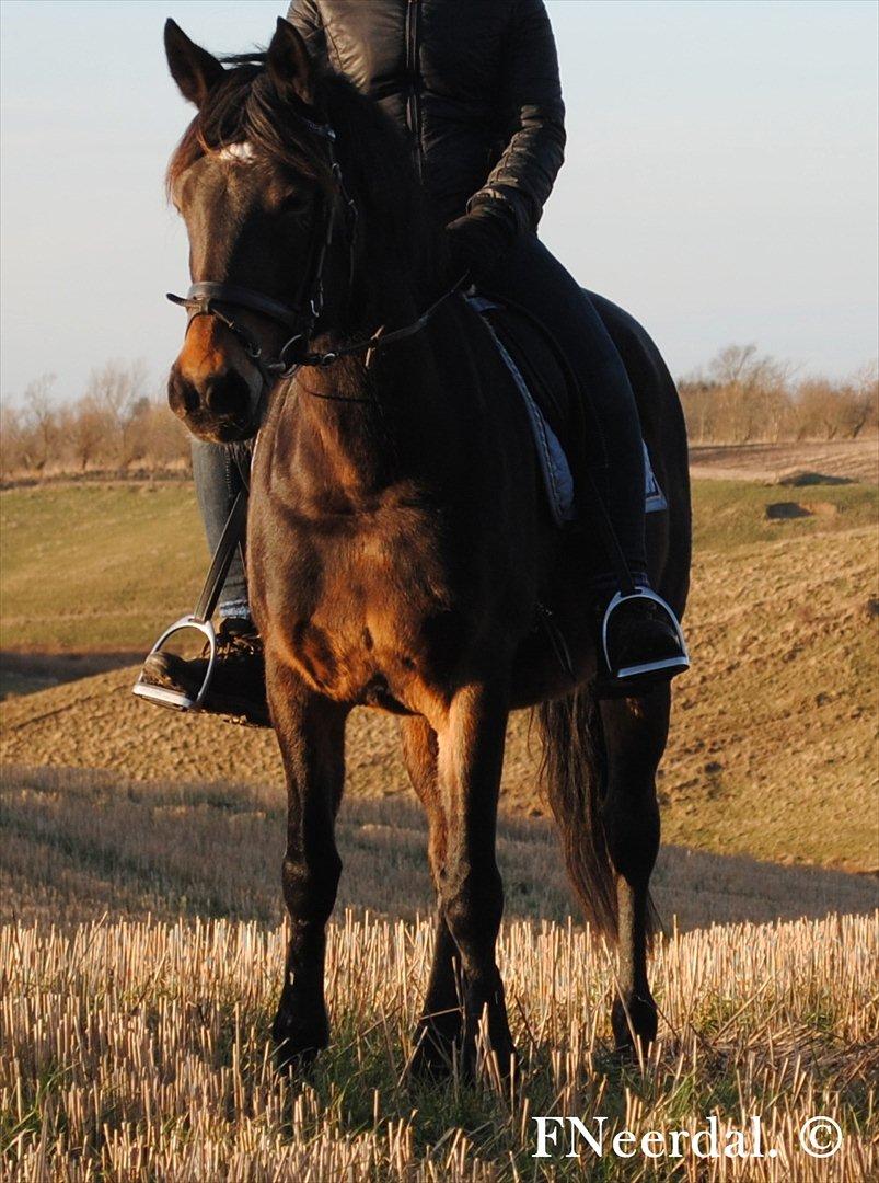 DSP Chanel - Stubmark d. 21 Februar 2012. billede 6