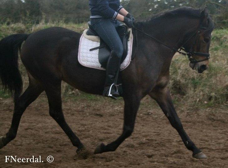 DSP Chanel - Dressur d. 14 April 2012. billede 9